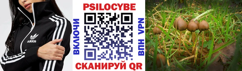 Купить закладки  Тбилисская  Псилоцибиновые грибы MAGIC MUSHROOMS 